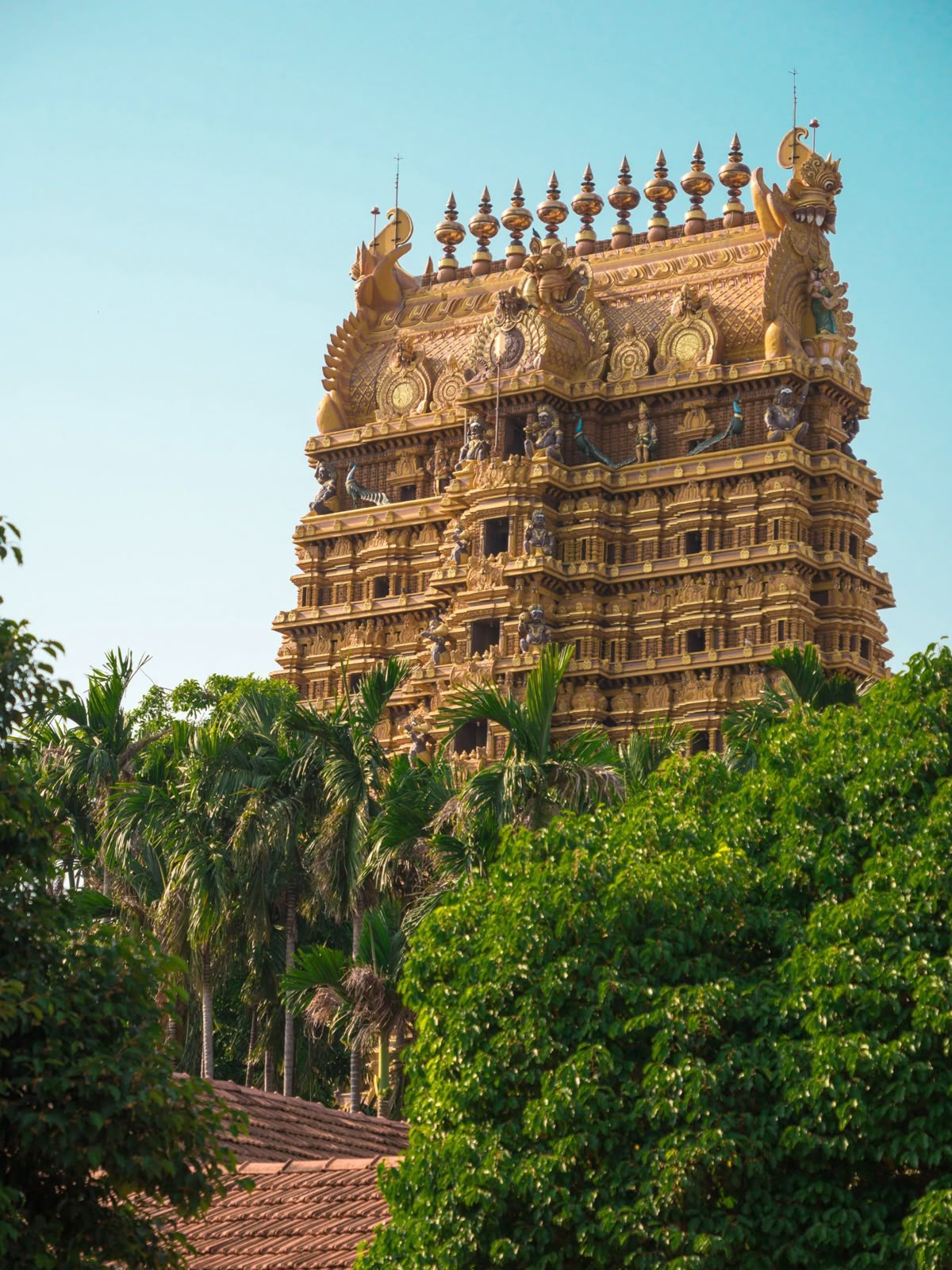 შრი ლანკა ( 11 დეკემბერი – 18 დეკემბერი )