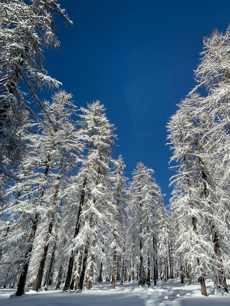 კორტინა დ’ამპეცო ( 3 თებერვალი – 7 თებერვალი )