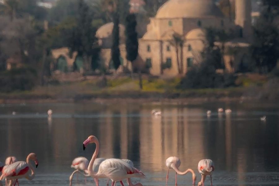 ლარნკა (5 მარტი – 8 მარტი)