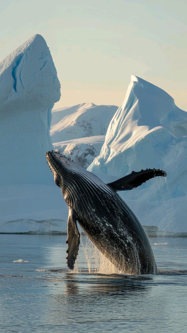 ექსპედიცია ანტარქტიდაზე (20 მარტი – 3 აპრილი)