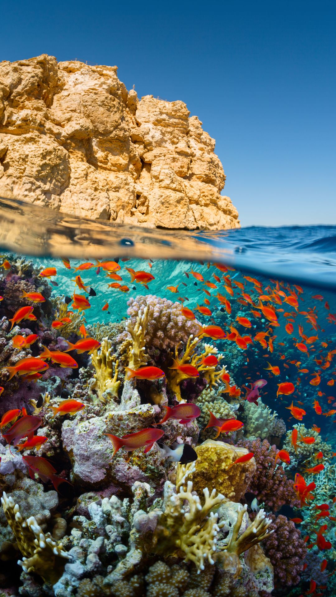 ჰურგადა ( 10 მაისი – 17 მაისი )