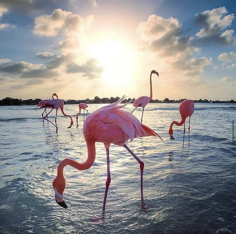 კვიპროსი / ლარნაკა (11 ივლისი – 17 ივლისი)