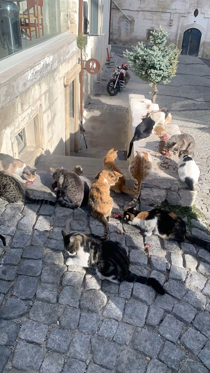 თურქეთი / სტამბოლი / Gorillaz Concert (11 ივლისი-15 ივლისი)