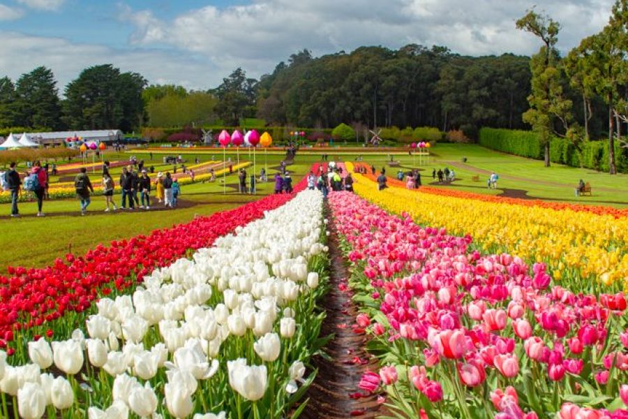 ნიდერლანდები / ამსტერდამი / ტიტების ფესტივალი (9 აპრილი-12 აპრილი)