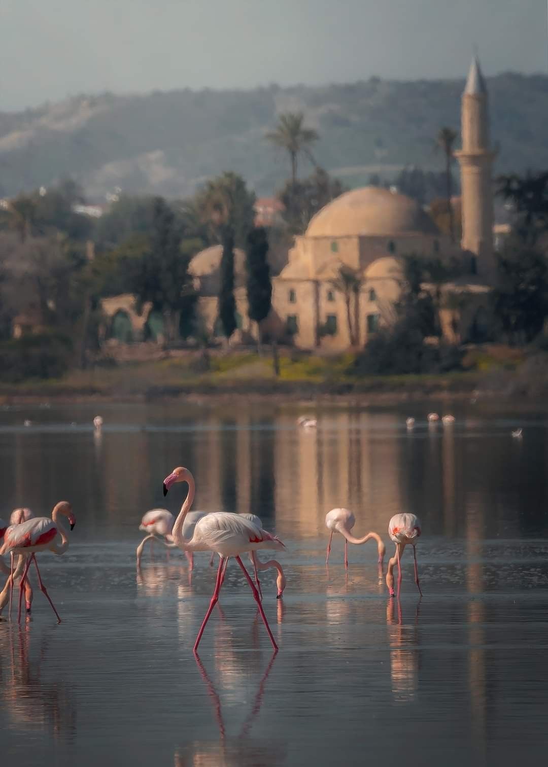 კვიპროსი / ლარნაკა / ჯგუფური ტური (29 ივლისი-5 აგვისტო)